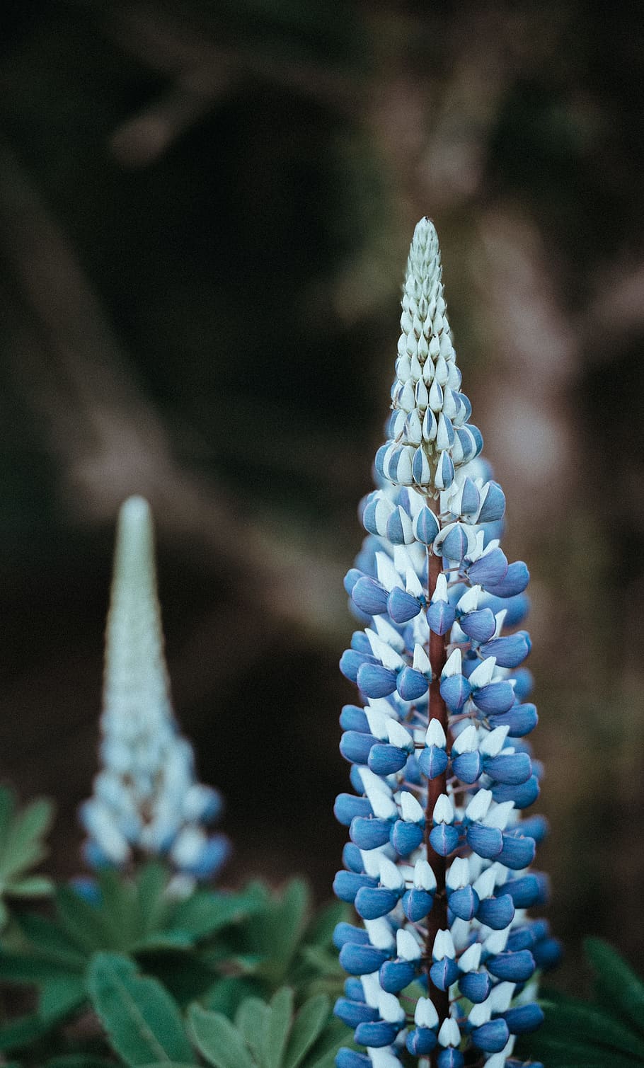 shallow photography of purple flowers, shadow depth of field photography of blue-and-gray petaled flowers HD wallpaper