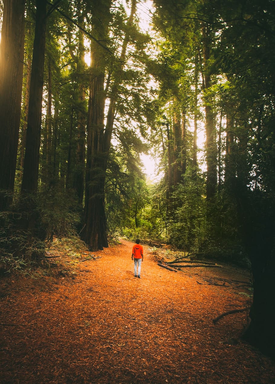 forest, tree, plants, nature, fall, autumn, people, man, walking HD wallpaper