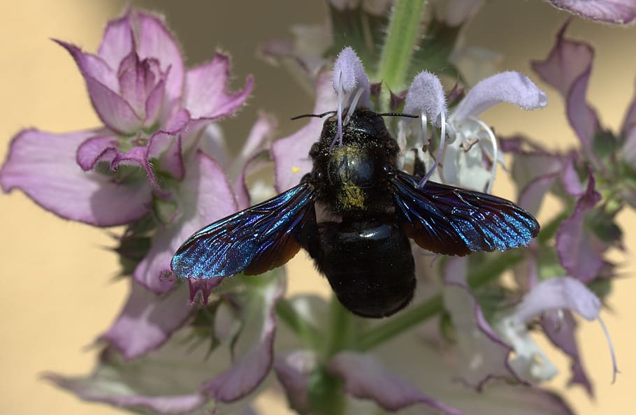 bee, flight, pollination, insecta, flower, nature, animal themes HD wallpaper
