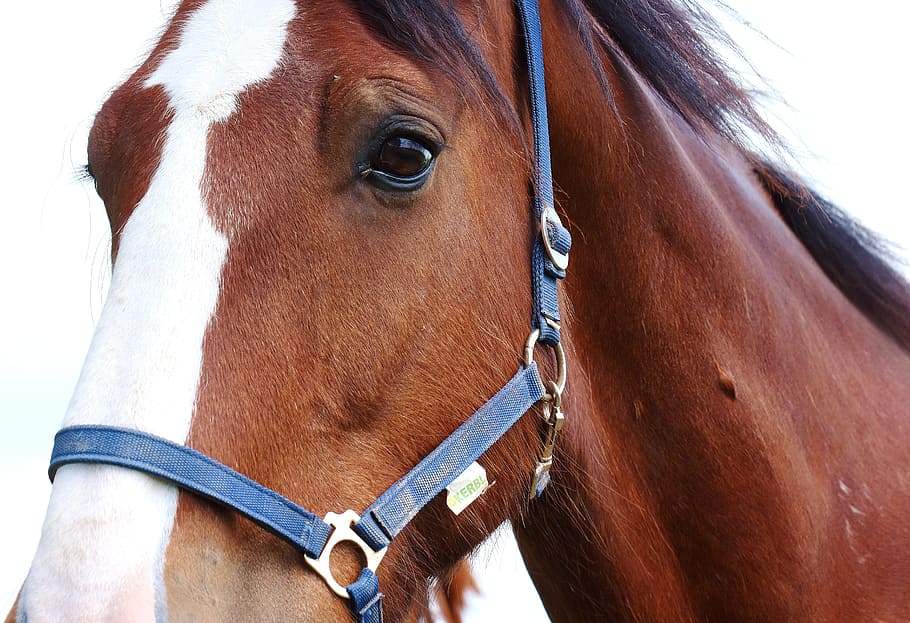 horses, stallion, paddock, brown, shire horse, view, face, horse head, HD wallpaper