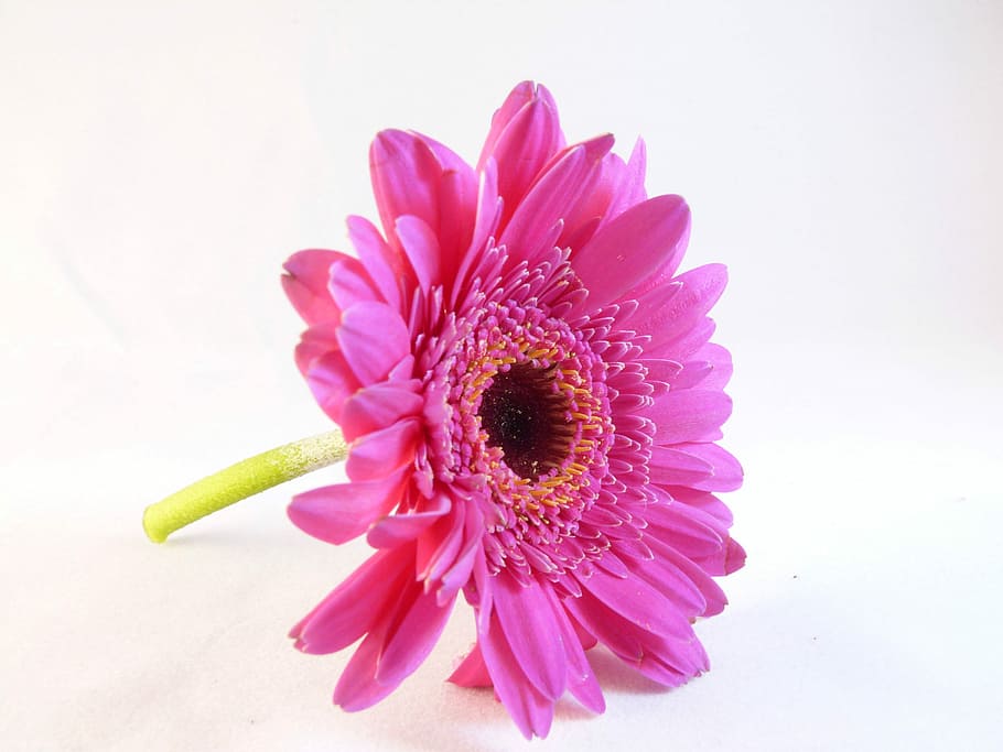 Flower, Flora, Macro, White, Pink, lovely, beautiful, gerbera Daisy HD wallpaper