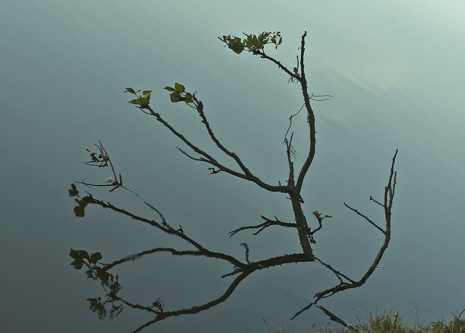 plant, reflection, vegetation, spring, tree, beauty in nature HD wallpaper