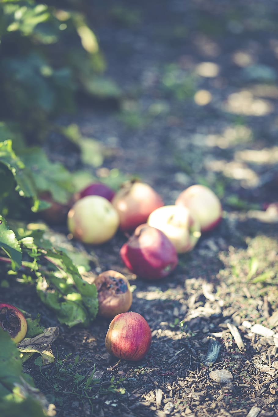 red apples on ground, nut and fruits on ground selective focus photography HD wallpaper