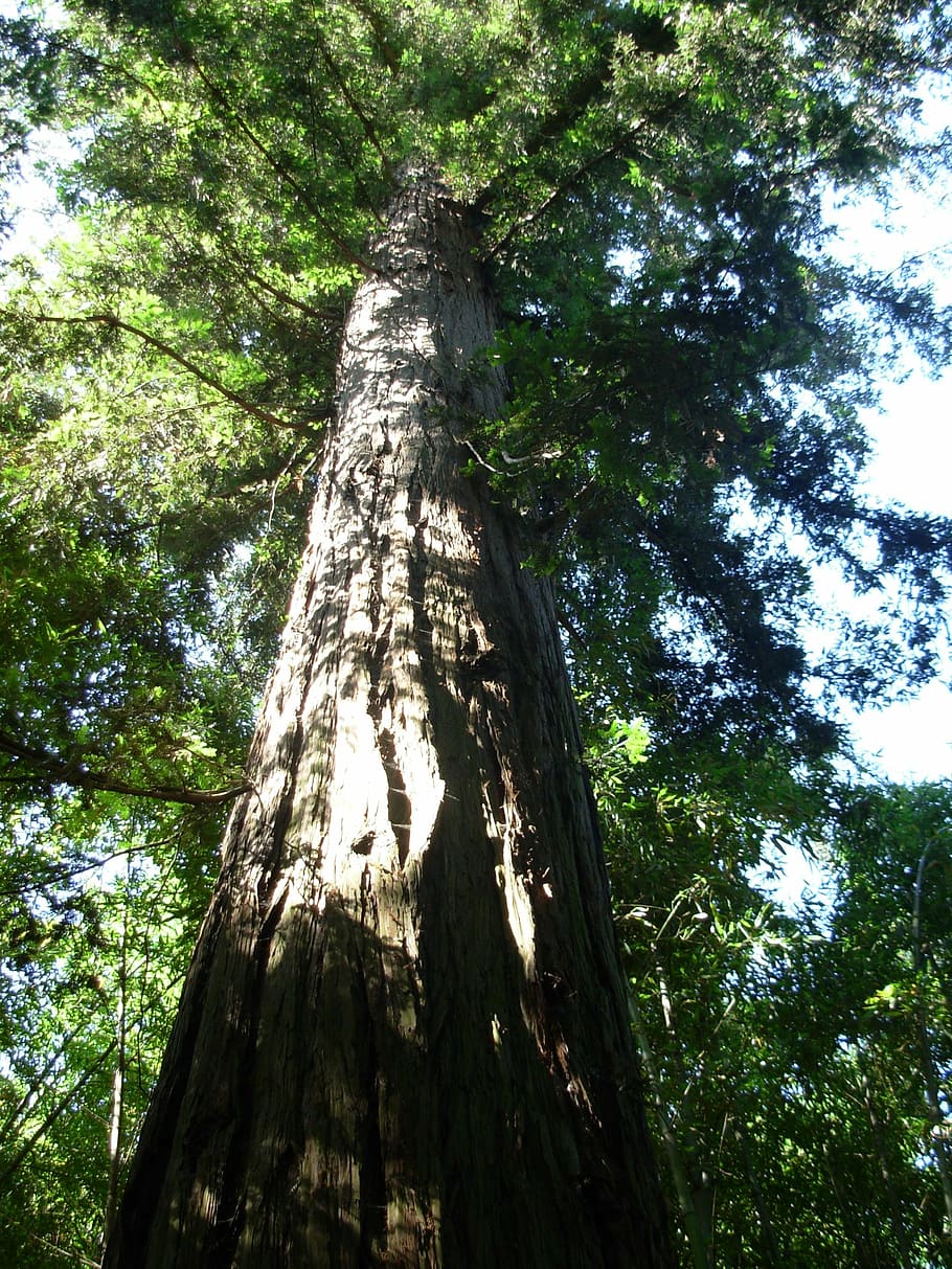 sequoia, tree, nature, plant, tree trunk, low angle view, growth, HD wallpaper