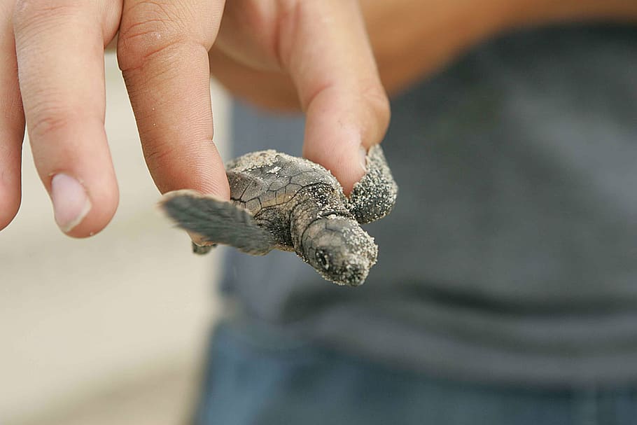 night, turtle, baby, loggerhead, turtles, amphibians, reptiles HD wallpaper