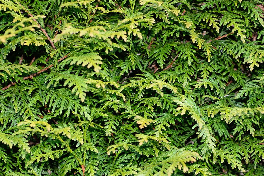 green leafed plant, background, texture, pattern, tuja, tree of life HD wallpaper