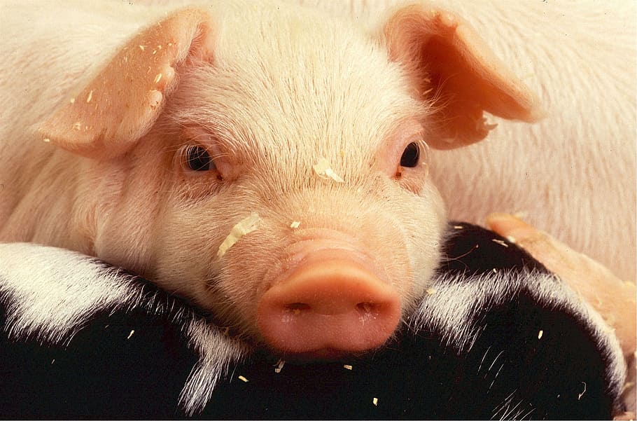 pink pig, piglet, pork, farm, agriculture, swine, snot, hog, mammal, HD wallpaper