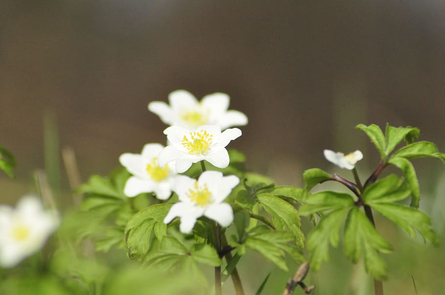 spring, anemone, green, nature, flower, flowering plant, freshness HD wallpaper