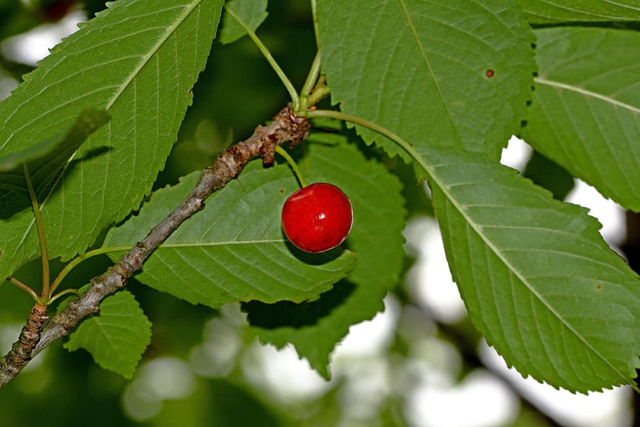 cherry, berry, tree, nature, wild, food, sweet, branch, season HD wallpaper