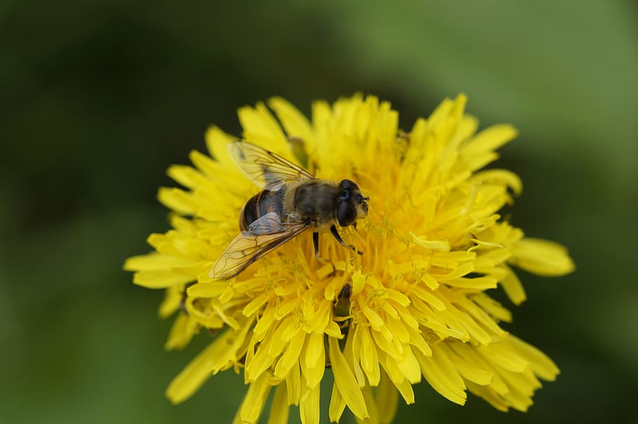 bee, close, dandelion, foraging, pollination, blossom, bloom HD wallpaper