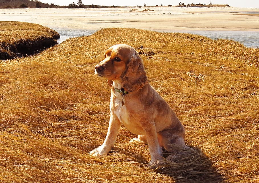 adult tan Cocker Spaniel sitting on brown grass at daytime, dog, HD wallpaper