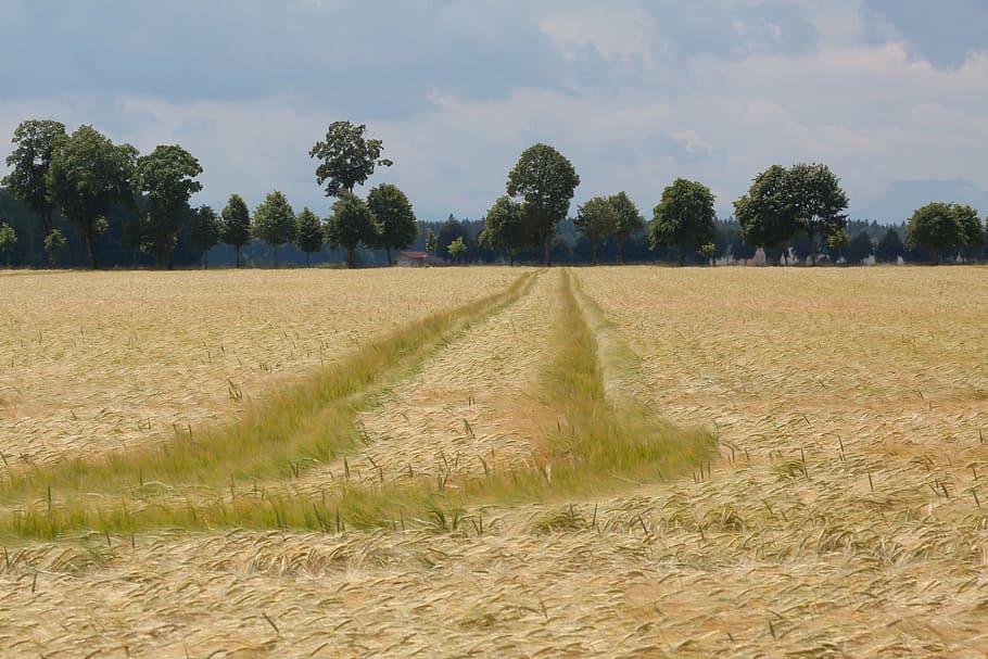 cornfield, nature, summer, staple food, grain, ear, barley HD wallpaper