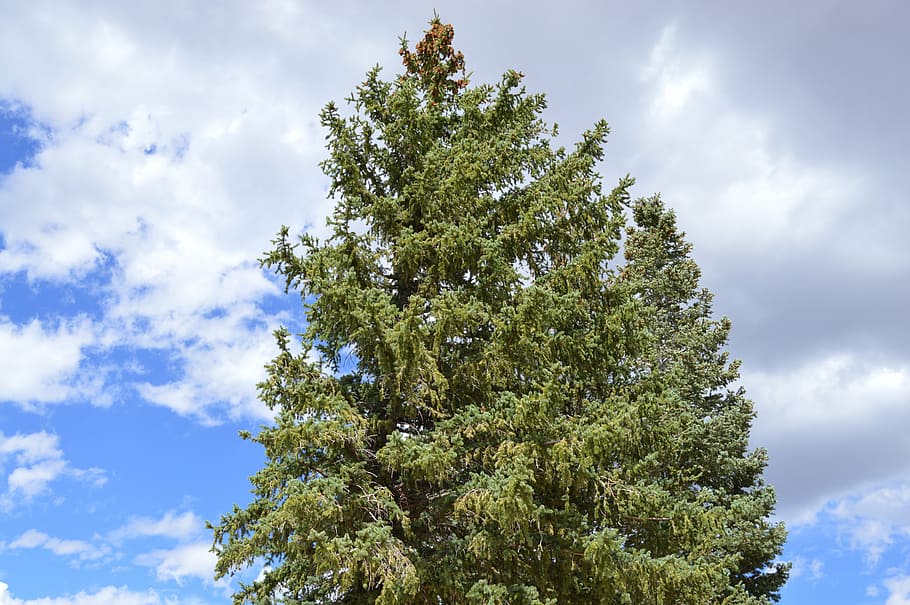 pine, tree crown, sky, cloud, evergreen, cloud - sky, plant HD wallpaper