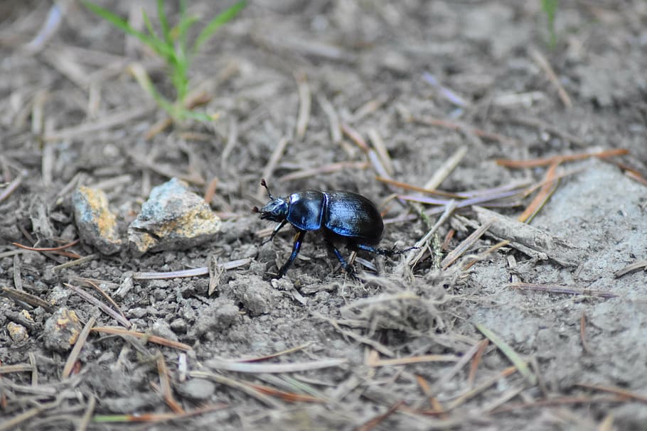 insect, natural, beetle, life, nature, bug, one animal, animal themes HD wallpaper