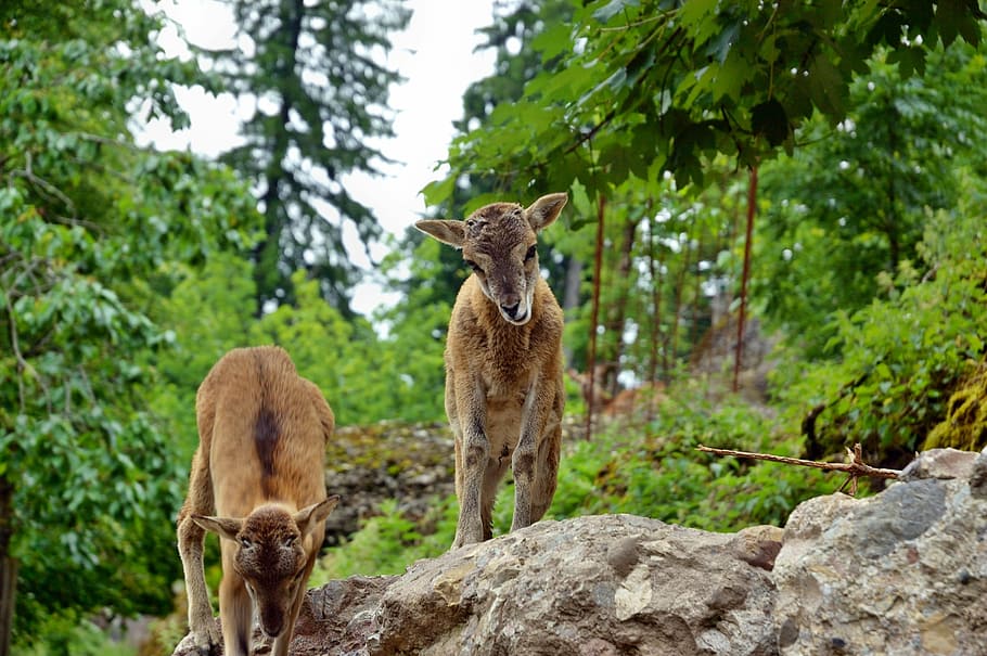 Roe Deer, Kitz, Wild, Forest, Red Deer, young, fawn, young animal HD wallpaper