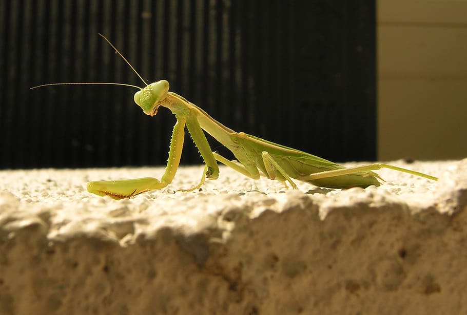 bug, stick, insect, legs, eyes, spring, cute, green, praying Mantis HD wallpaper