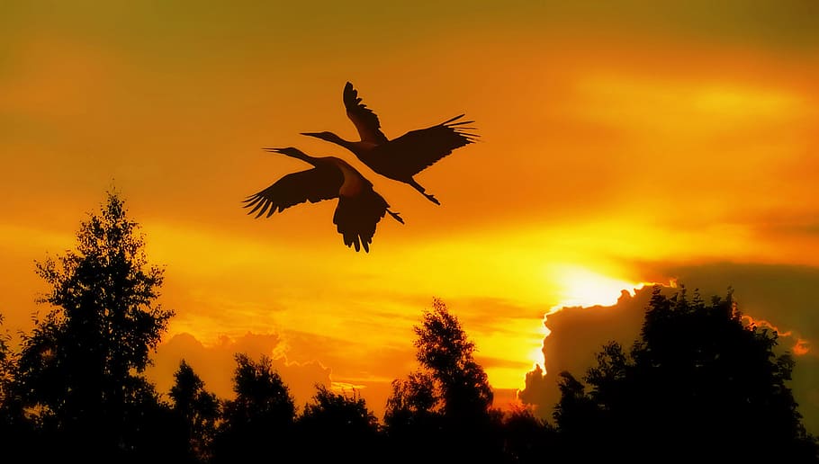 summer, sunset, sky, clouds, to emerge, bird, silhouette, flying HD wallpaper