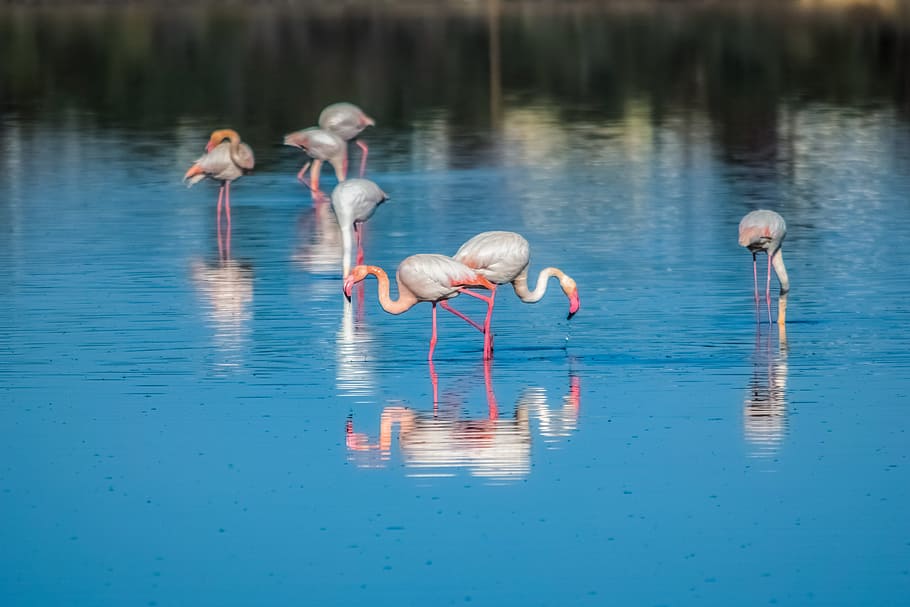 water, reflection, lake, nature, outdoors, pool, flamingo, wildlife HD wallpaper