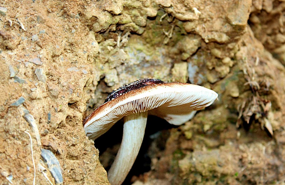 disc fungus, mushroom, nature, autumn, light brown, close, mushroom hat, HD wallpaper