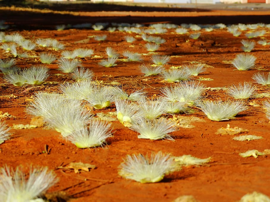 flower, flowers, pequi, cerrado, nature, plant, growth, vulnerability HD wallpaper