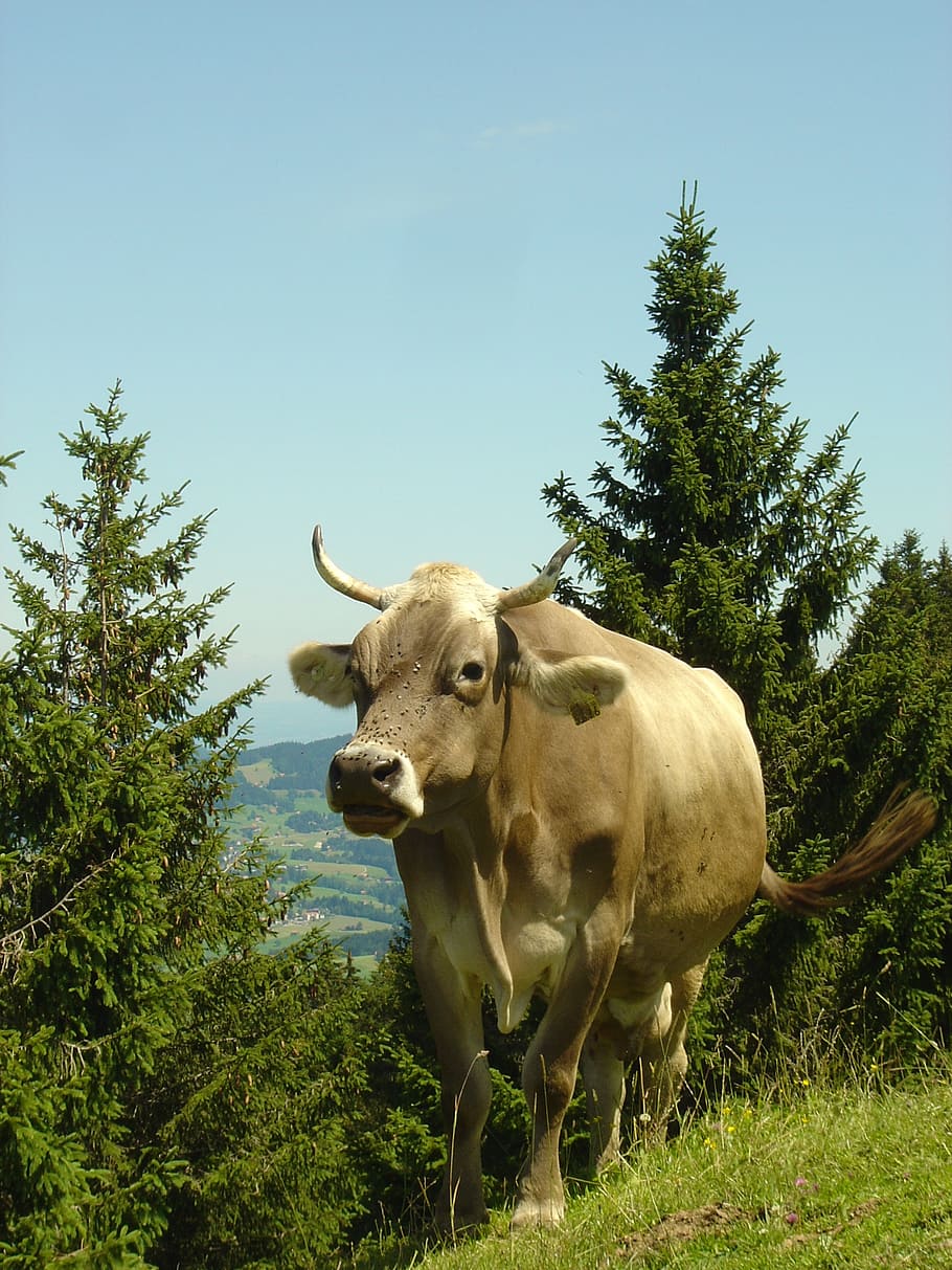 mountains, cow, trail, alm, switzerland, plant, animal themes HD wallpaper