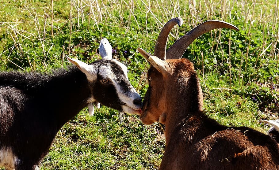 goats, pair, smooch, cute, funny, nature, together, love, animal world HD wallpaper