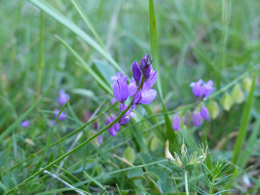 flowers, wild, spring, flowering plant, growth, beauty in nature HD wallpaper