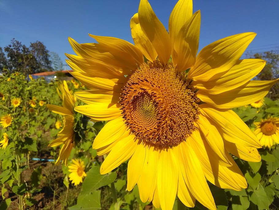 Sun, Yellow, Blue, Blue Sky, summer, beautiful, sunflower, petal HD wallpaper