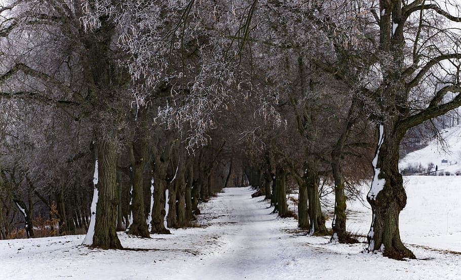 Winter, Forest, Away, Snow, Tree, Wintry, snowy, winter trees HD wallpaper
