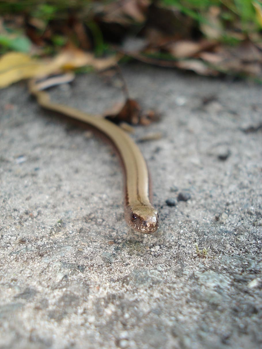natter, animals, forest, lizard, nature, reptile, close-up HD wallpaper