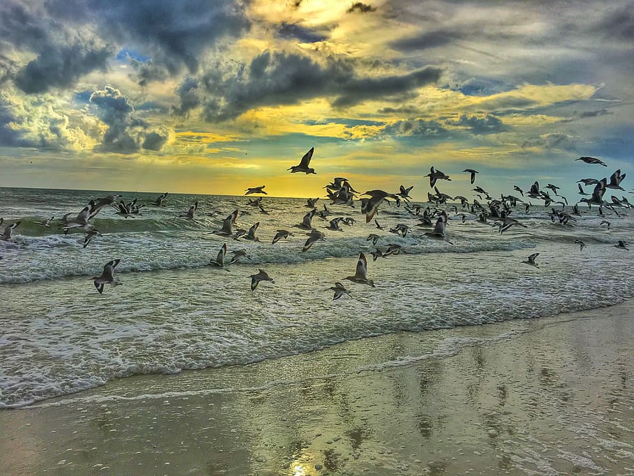 pigeons flying on seashore, flock of flying gulls above shore under cloudy sky HD wallpaper