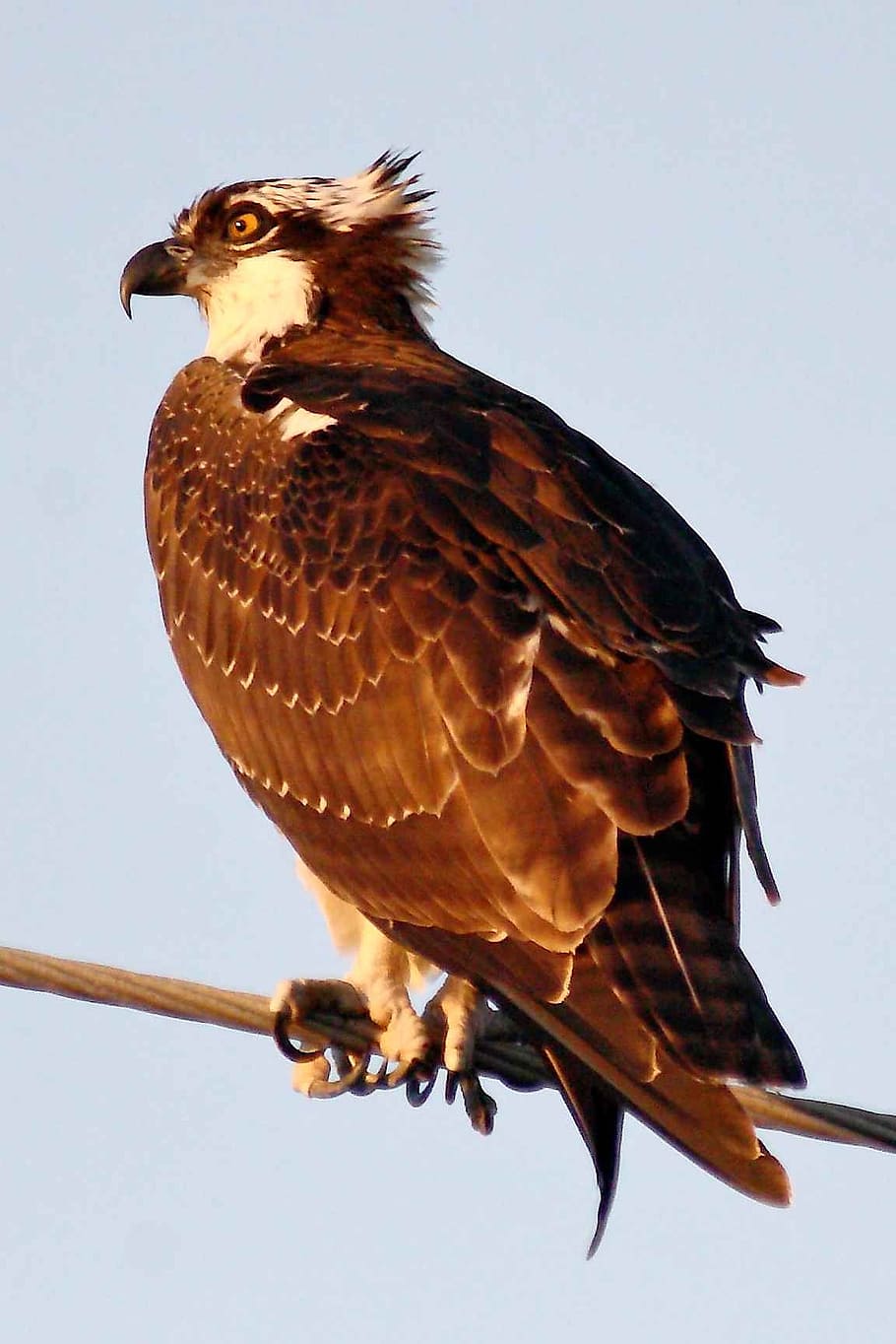 limb, perching, osprey, birds, animals, fauna, vertebrate, animal themes HD wallpaper