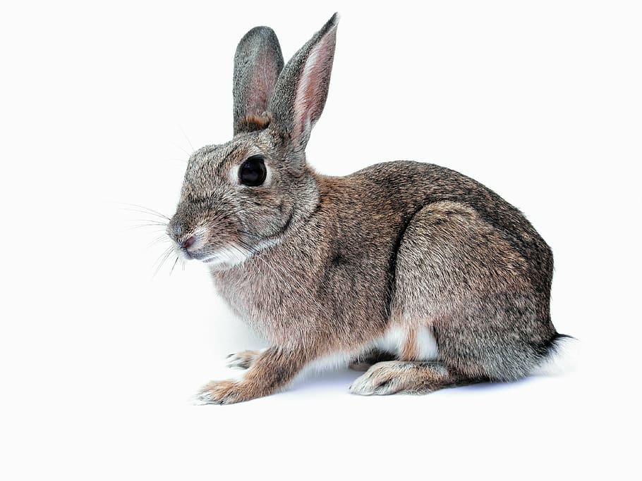 brown hare on white surface, rabbit, bunny, pet, cute, isolated HD wallpaper