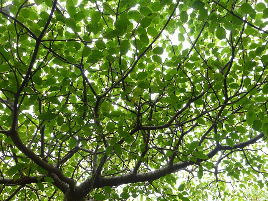 canopy, leaves, tree, foliage, plant, branch, green color, low angle view HD wallpaper