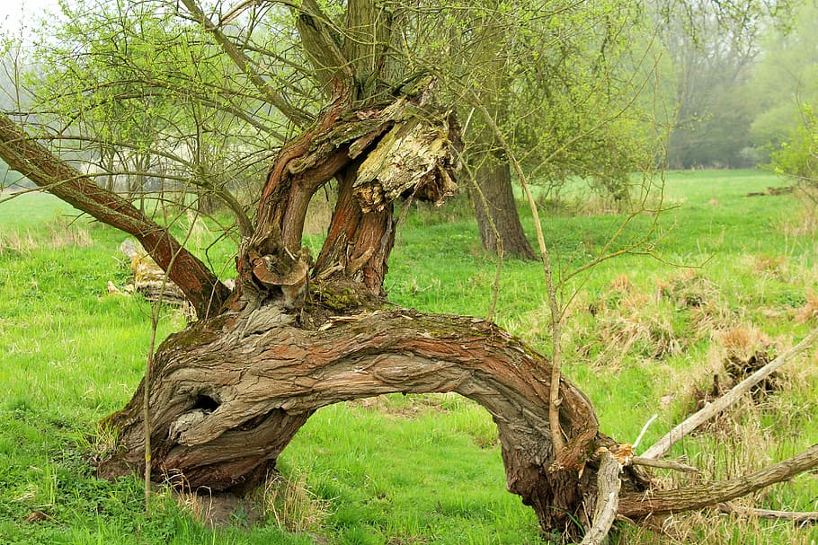 bended tree near grass, nature, plant, the environment, konar HD wallpaper