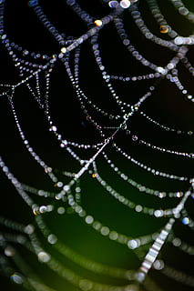 spider web, bokeh, dew, nature, insect, cobweb, pattern, net HD wallpaper