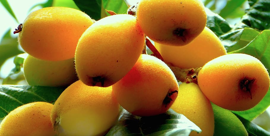 loquats, fruit, sicily, nature, food, food and drink, healthy eating HD wallpaper