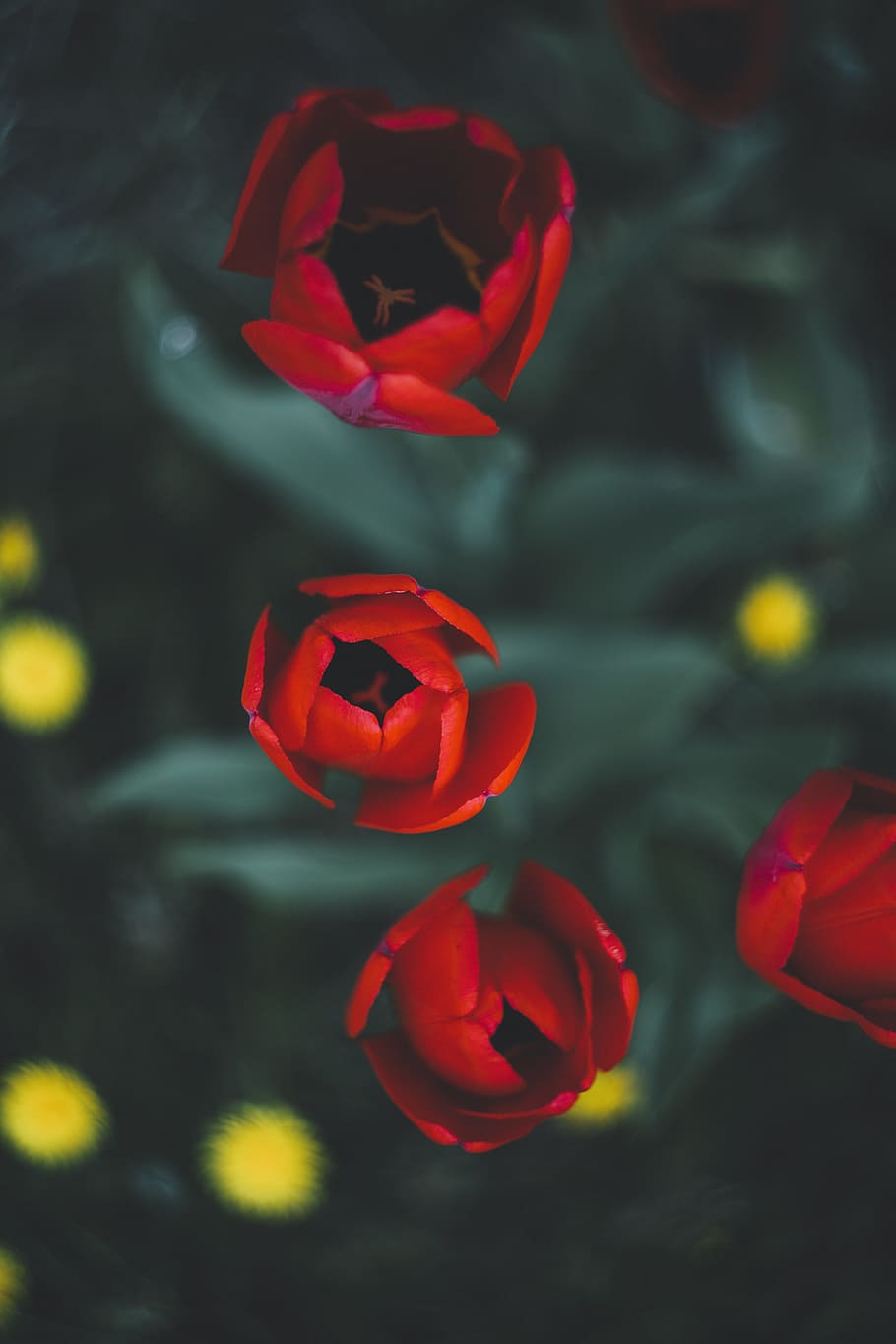 red roses in bloom, red tulips in shallow focus lens, closeup photography HD wallpaper