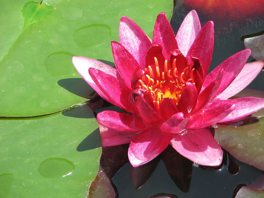 water, lake, nature, nice, lake rose, plants, flower, flowering plant HD wallpaper