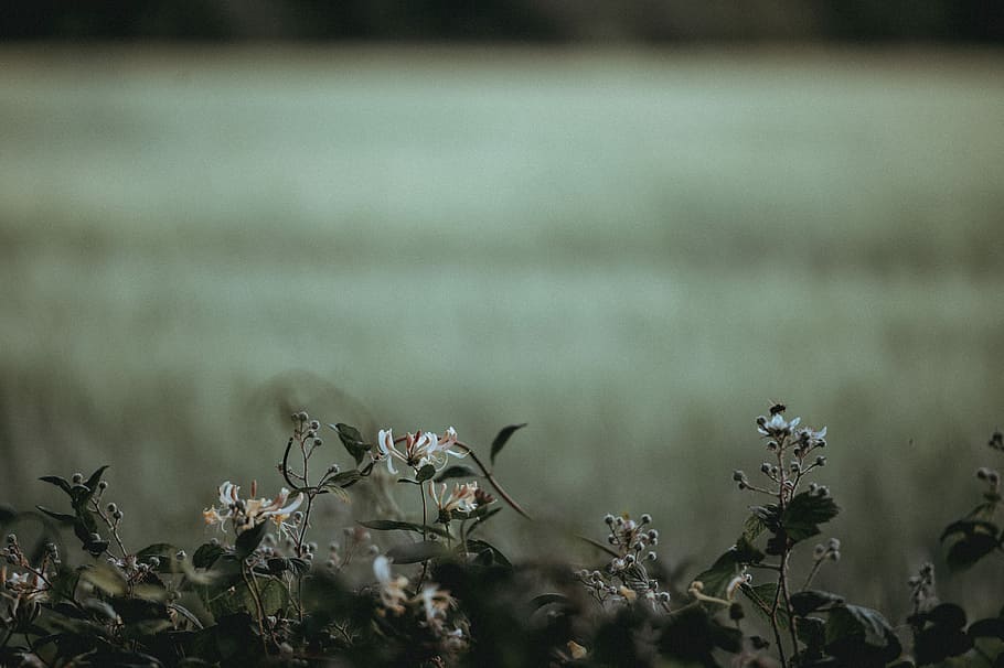 shallow focus photography of flowers, plants, background, nature HD wallpaper