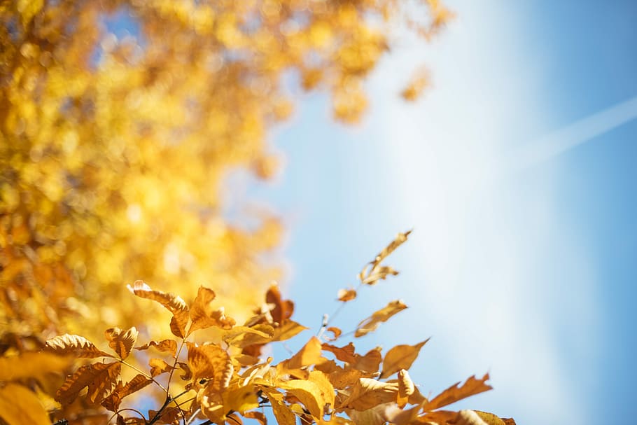 yellow leafed treee under blue sky, yellow leaves under blue skies