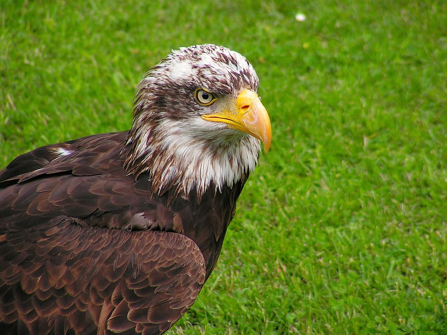 bald eagle, head, mláďě, predator, bird, beak, animal themes HD wallpaper