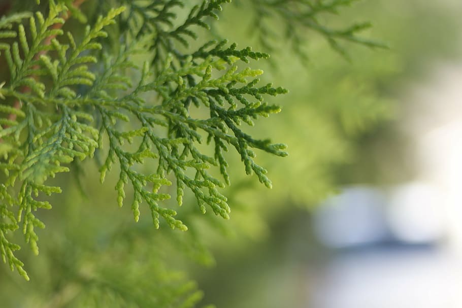 thuja, conifer, trees, evergreen, nature, plant, outdoors, leaf HD wallpaper