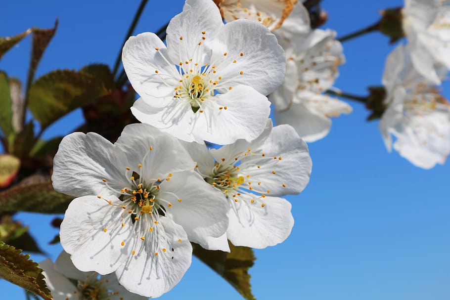 closeup photo of white flowers, cherry, fruit, tree, italy HD wallpaper