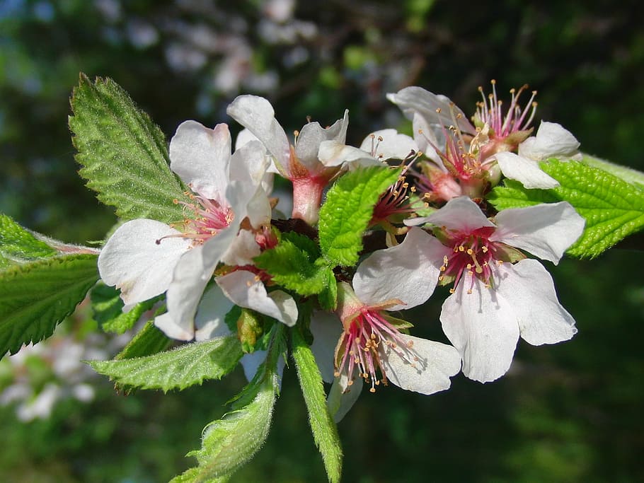 cherry, bloom, spring, may, cherry blossoms, white flowers HD wallpaper
