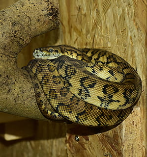 python, snake, carpet python, constrictor, reptile, animal HD wallpaper