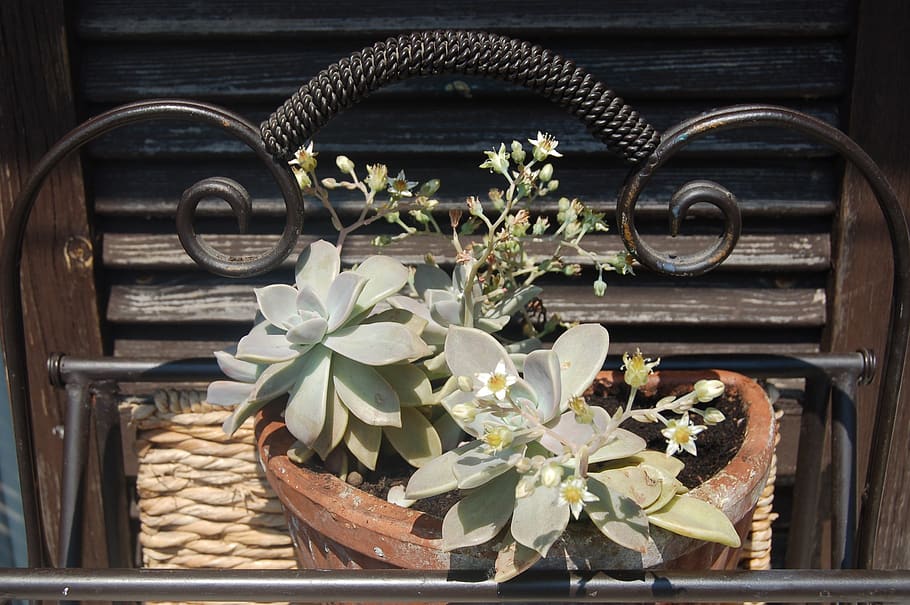 bloom, vase, graptopetalum, plant, flower, flowering plant HD wallpaper