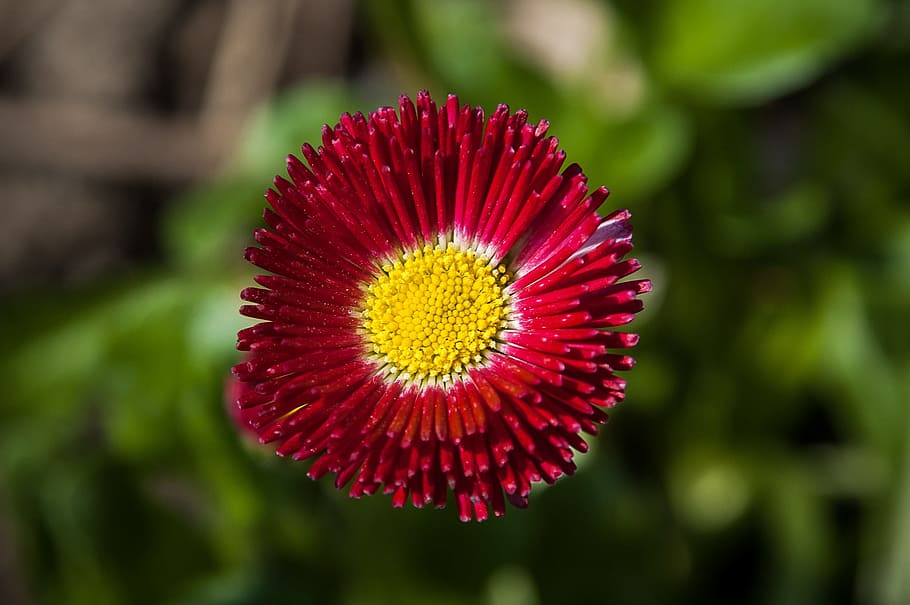 daisy, red, flower, blossom, bloom, close, flowering plant HD wallpaper