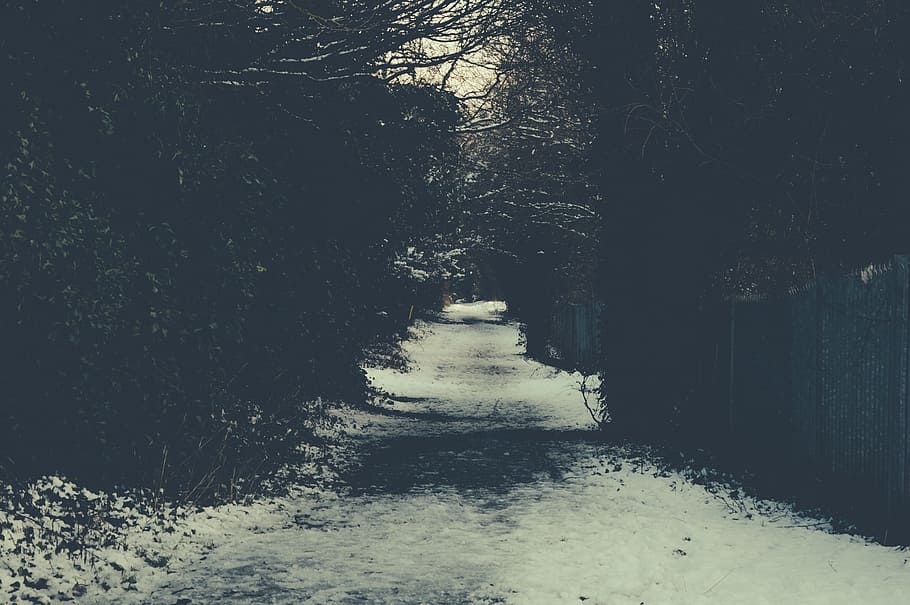 path, sidewalk, snow, winter, trees, direction, the way forward HD wallpaper