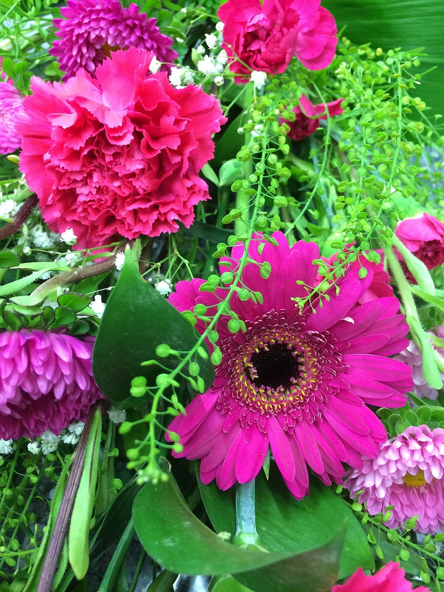 Flowers, Gerbera, Daisy, Floral, bright, natural, pink, bloom HD wallpaper